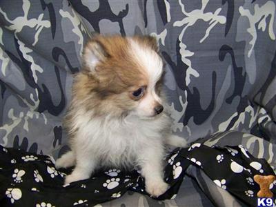 Pomeranian Puppies in FL
